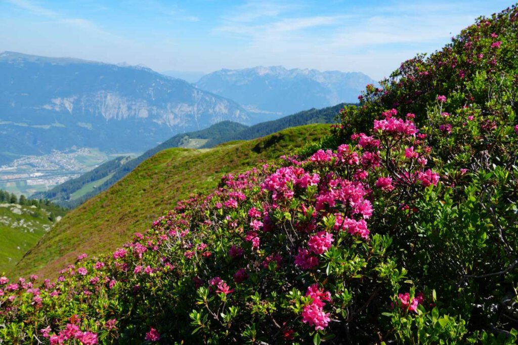 Alpenrosenblüte am Kellerjoch auf unserer Wanderung in Tirol