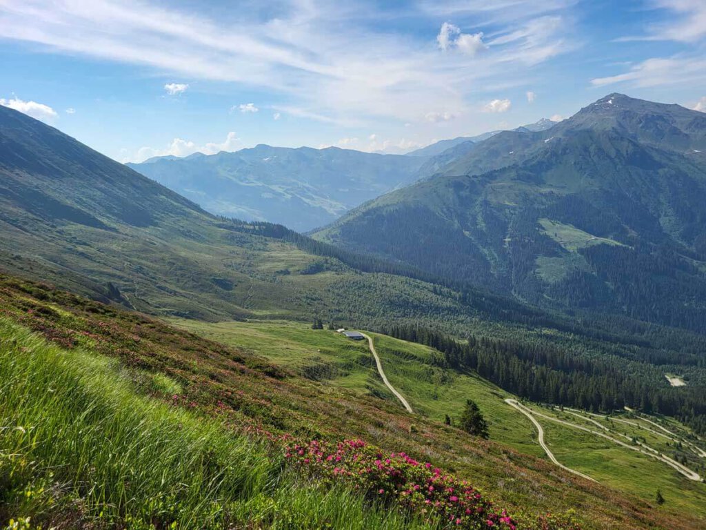 Wandern Silberregion Karwendel: Durch blühende Alpenrosen steigen wir vom Kellerjoch ab in die Naunz