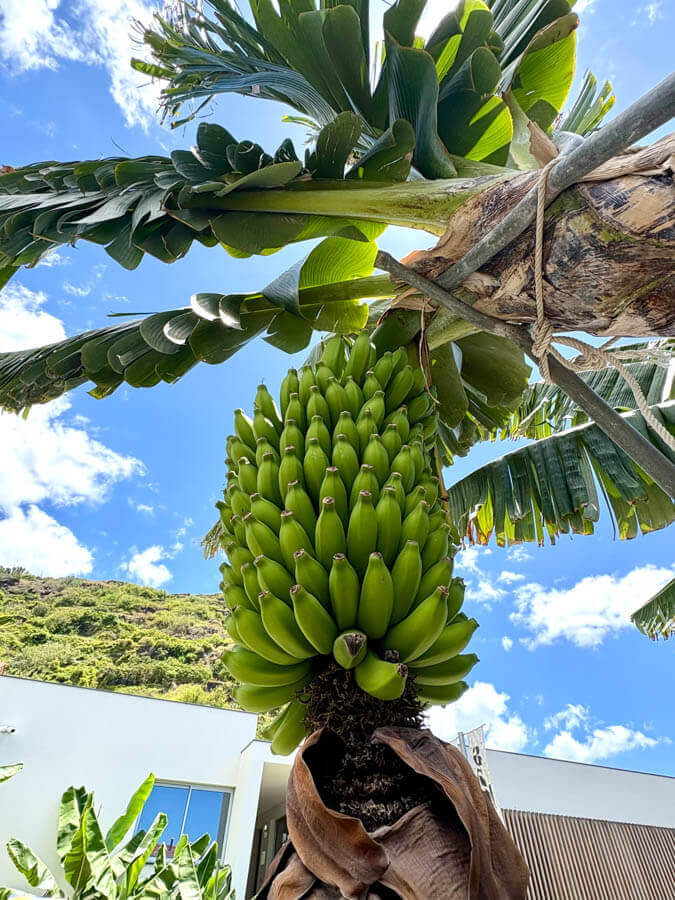 Bananenstaude der Madeira Banane