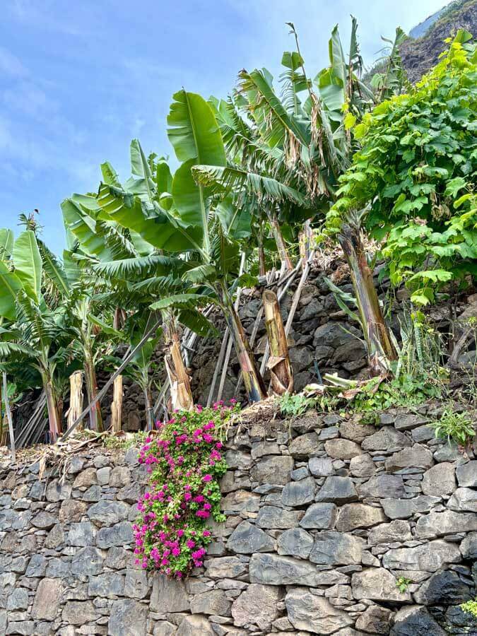 Die Rota da banana auf Madeira führt mitten durch Bananenplantagen