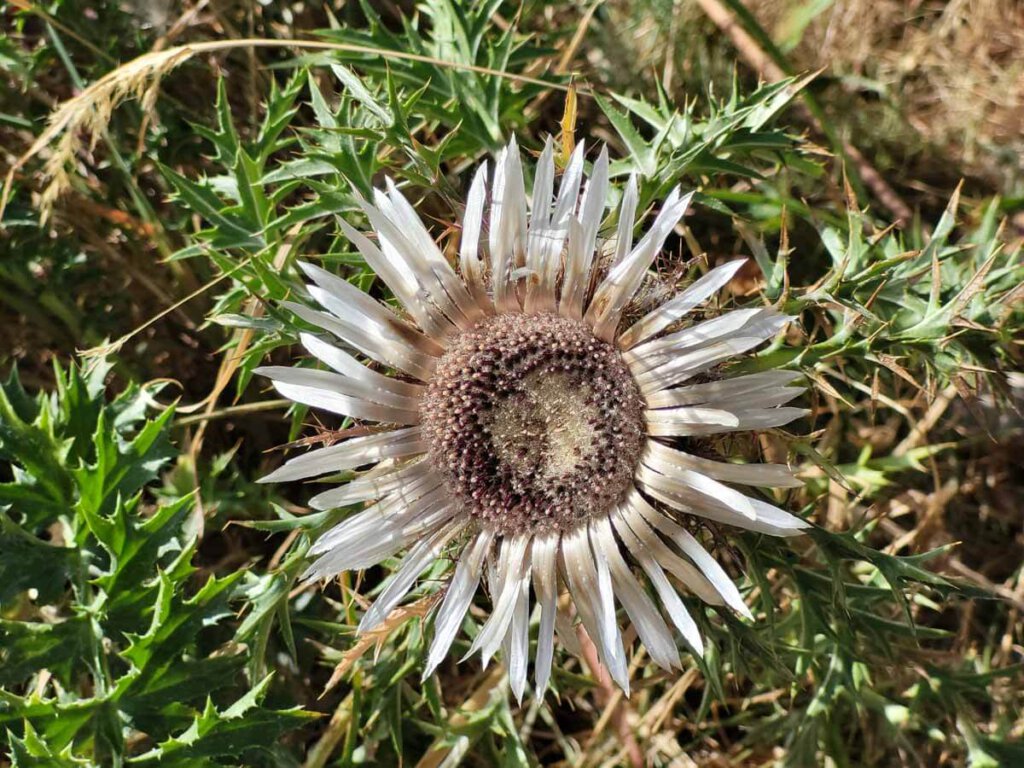 Silberdistel am Schauinsland