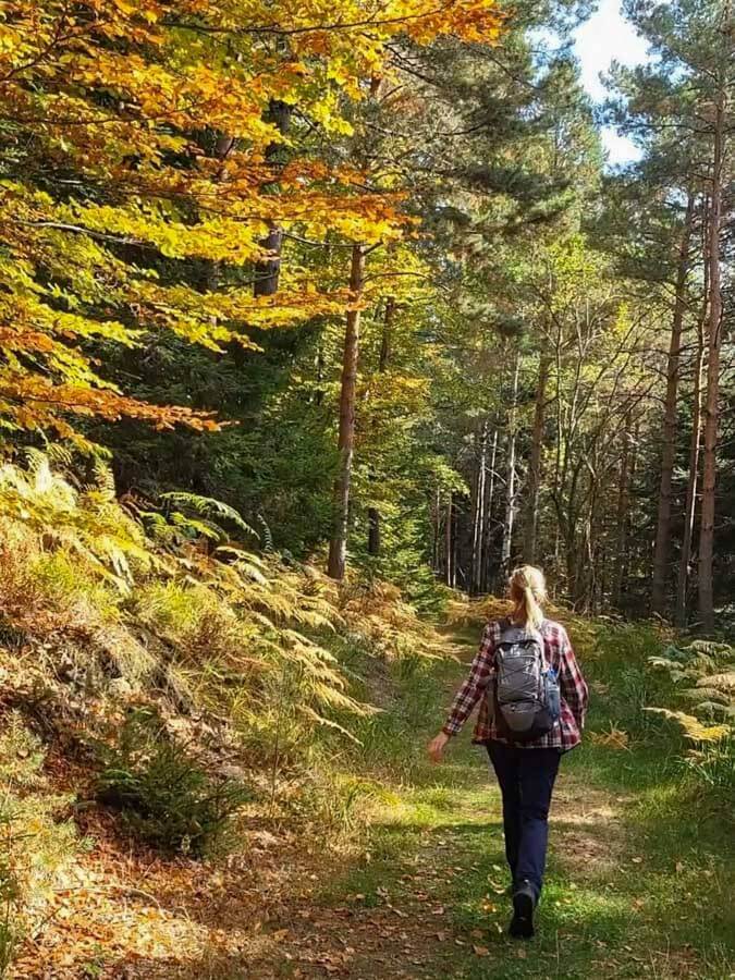 Idyllische Pfade führen rund um den Sommerberg bei Bad Wildbad