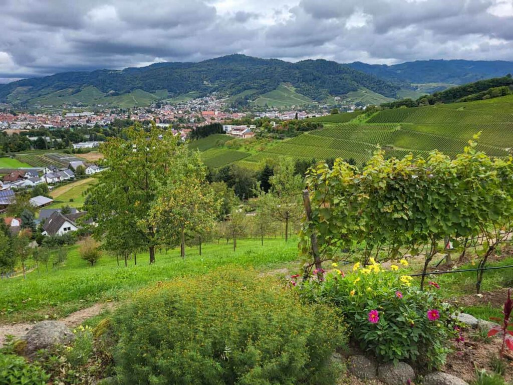Blick über die herbstlichen Weinberge am Oberkircher Brennersteig