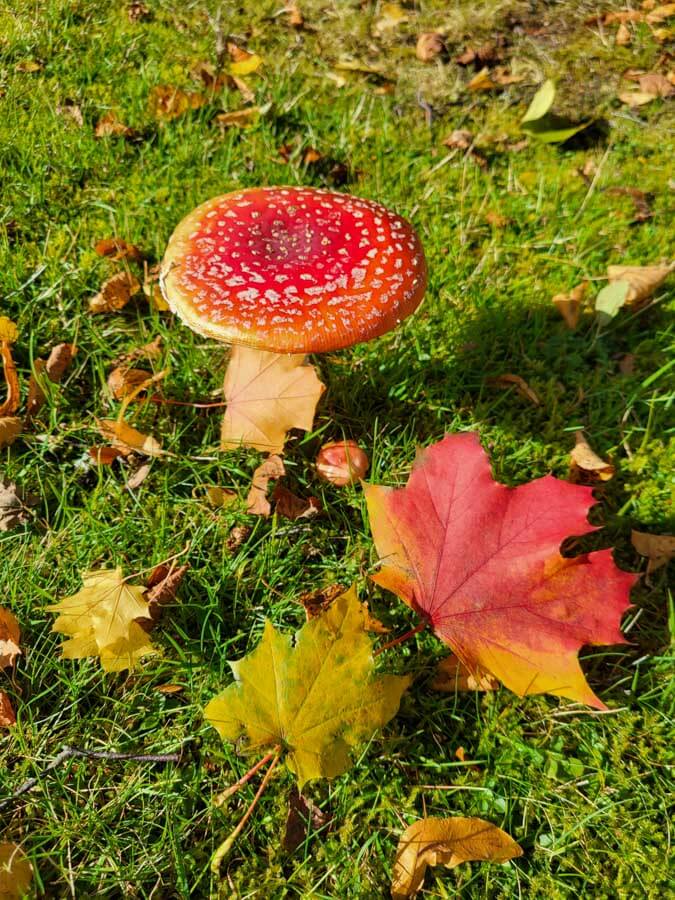 Fliegenpilze im herbstlichen Schwarzwald