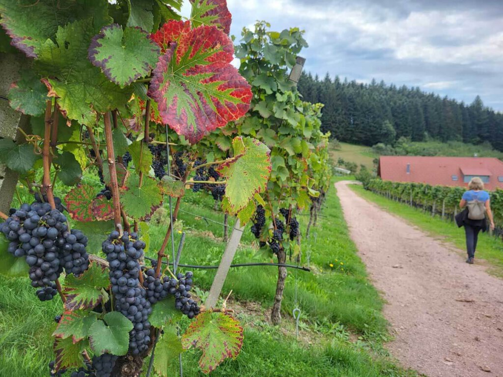 Herbstwanderung im Schwarzwald: Die Weintrauben sind reif am Oberkircher Brennersteig