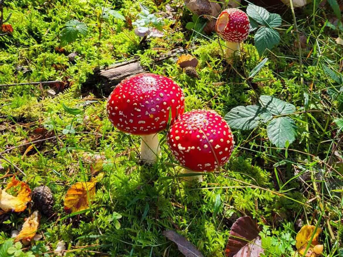 Die schönsten Herbstwanderungen im Schwarzwald mit ganz viel Blätterrascheln, Herbstnebeln und Pilzen